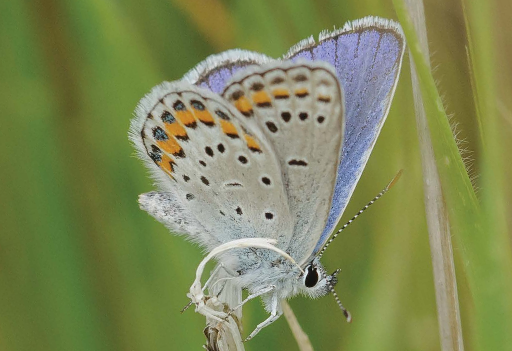 joy of butterfly gardening