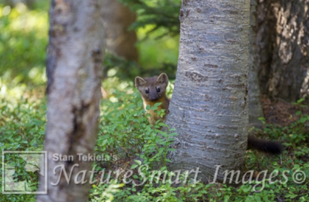 American Marten