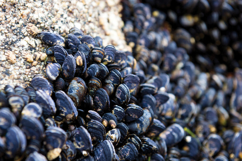 beachcombing