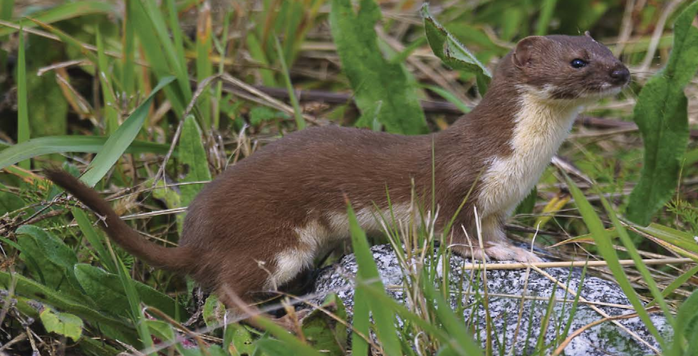 Critters of Minnesota