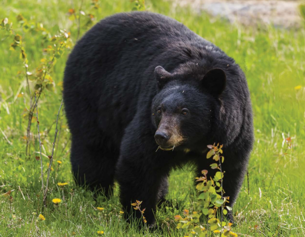 Critters of Minnesota