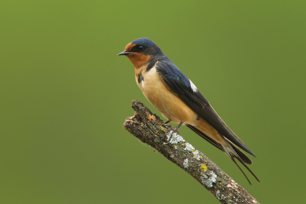 Birds of Pennsylvania