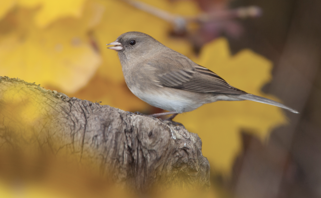 Birds of Pennsylvania