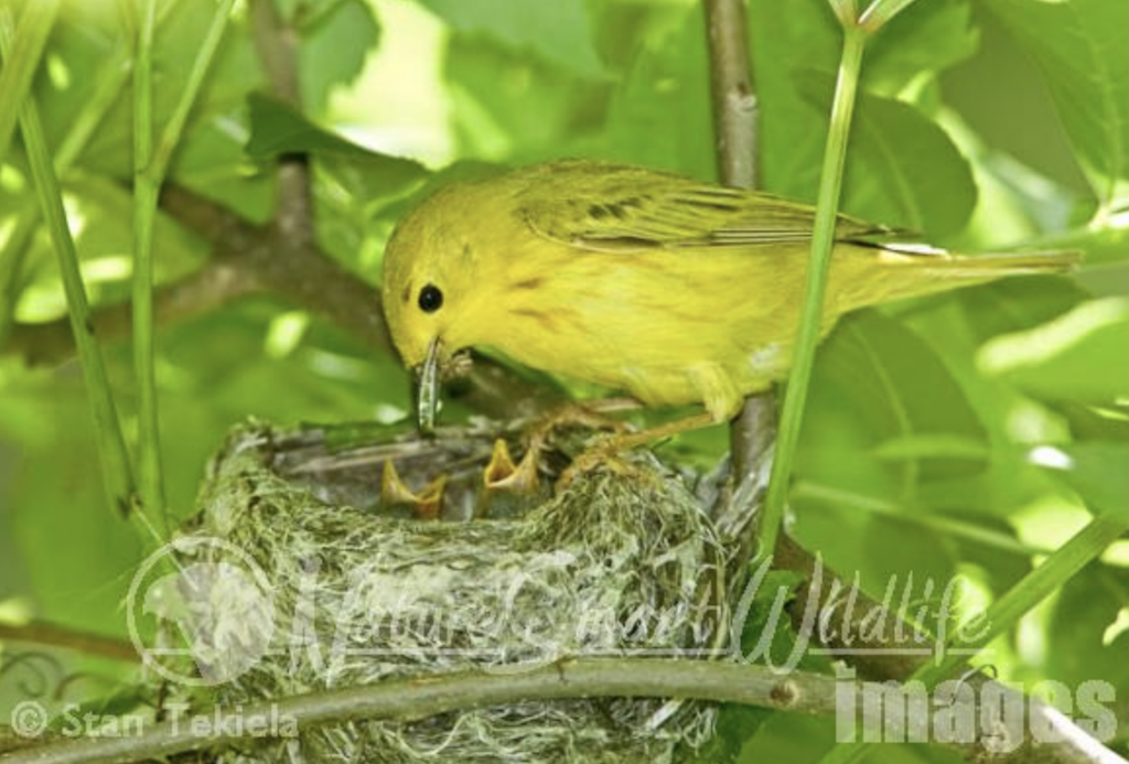 yellow warbler