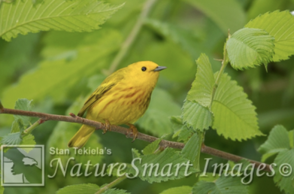 yellow warbler