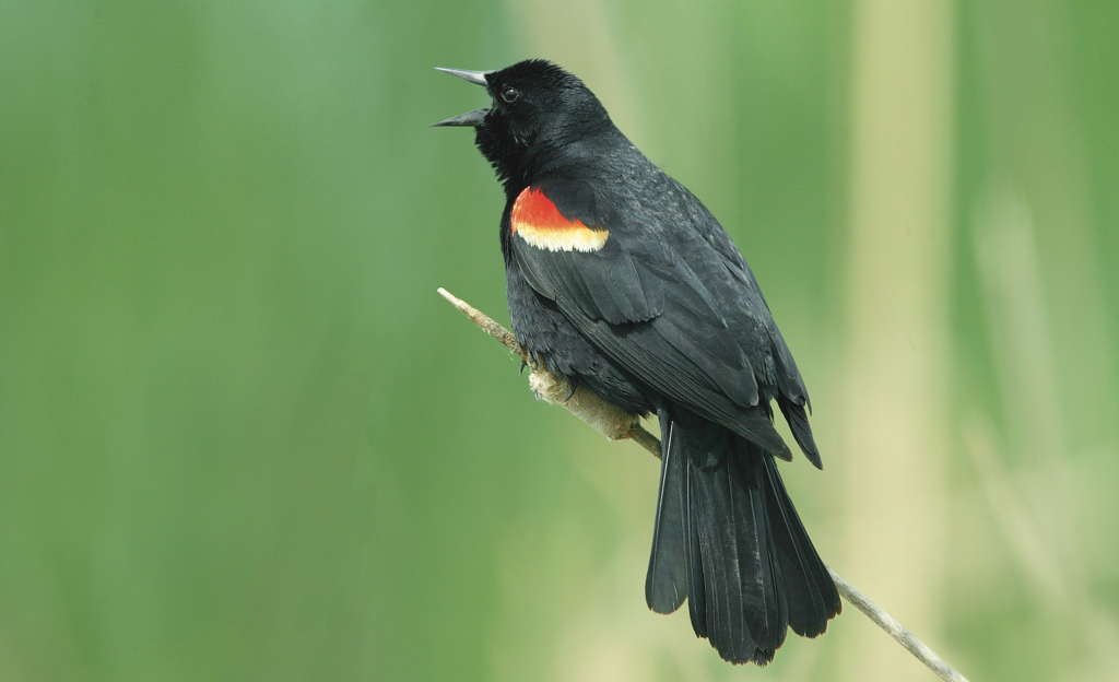 Birds of Pennsylvania