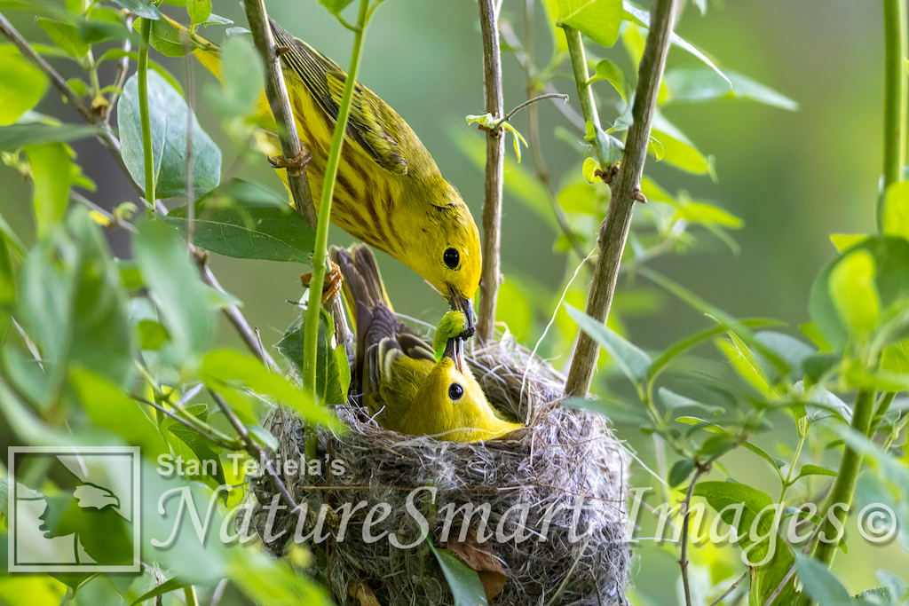 Yellow warbler