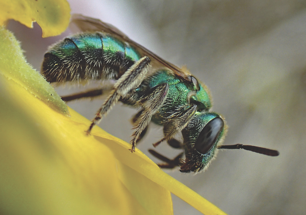 Common Native Bees