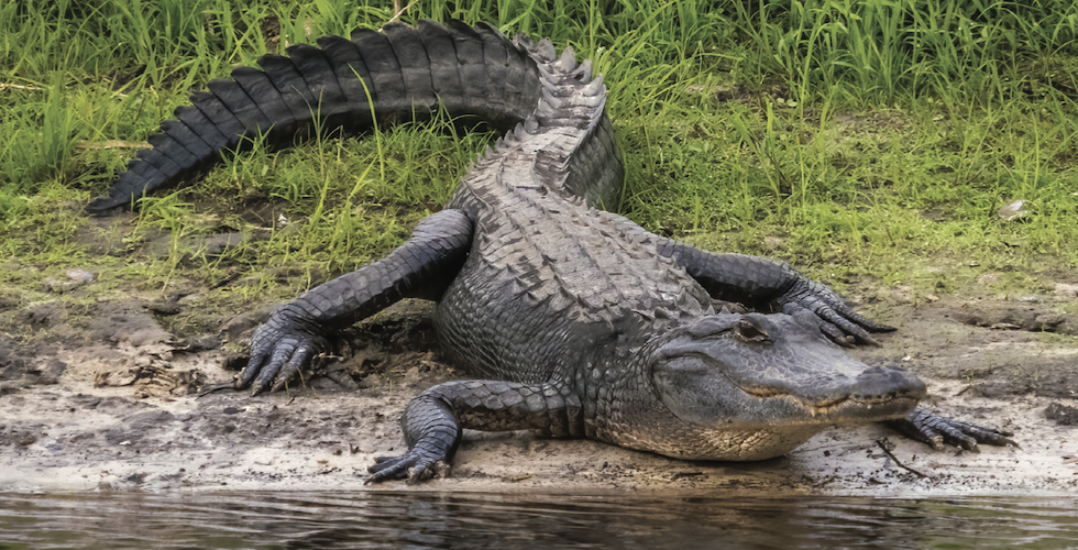 American Alligator Field Guide Poster: A Keystone Species of 