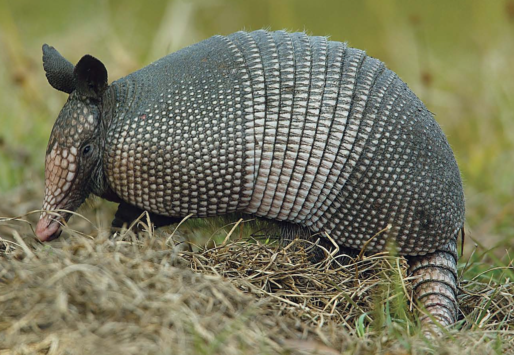 Mammals of Texas