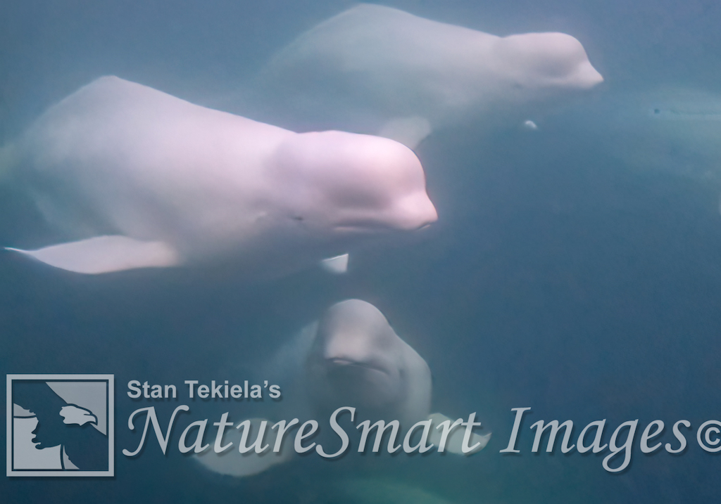 Beluga Whales