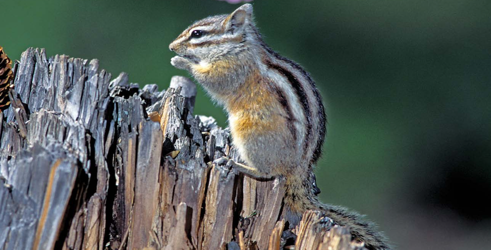 Arizona is a Great Place for Wildlife Watchers! - Adventure Publications