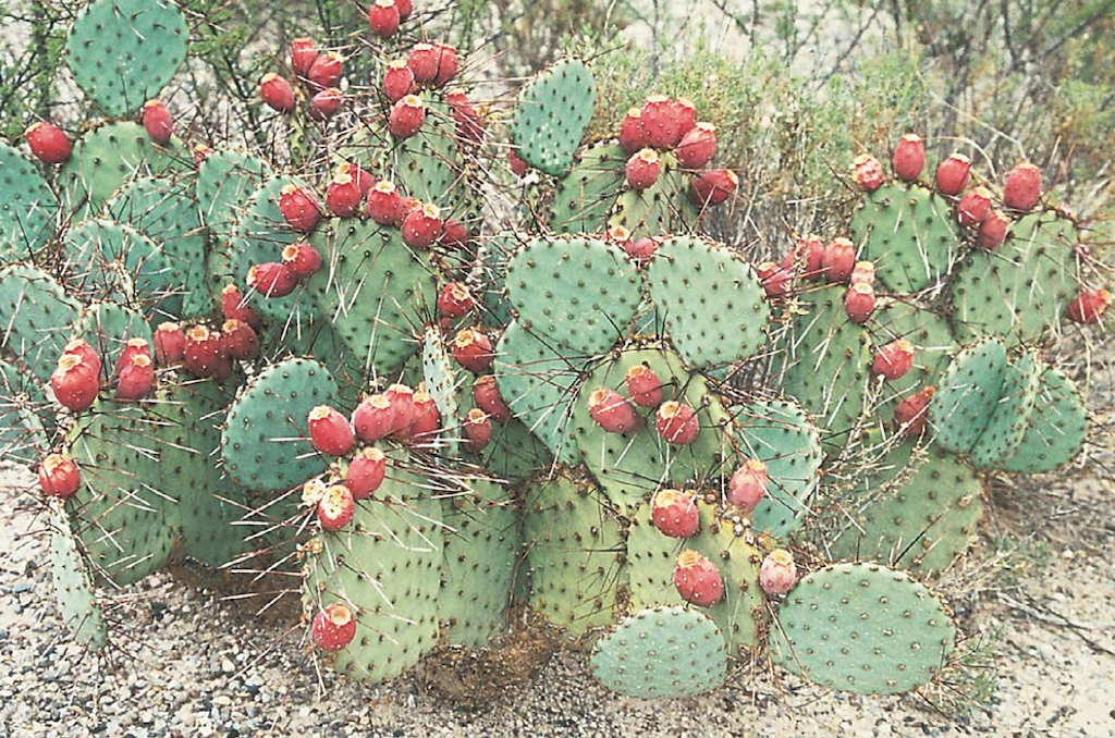 Cacti of Arizona
