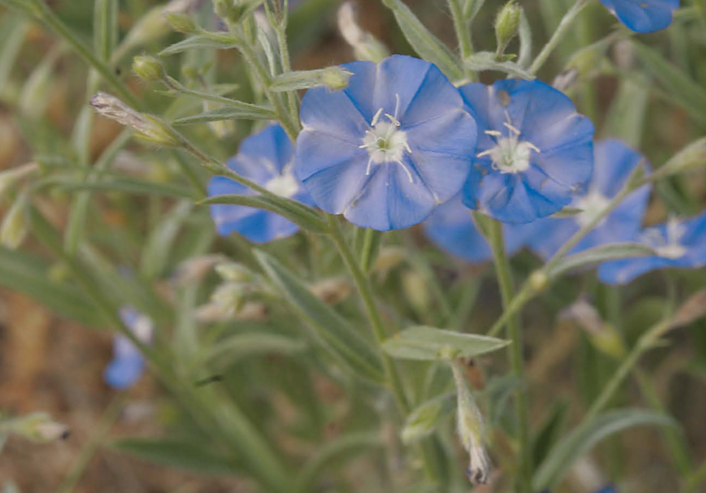 Wildflowers of Arizona