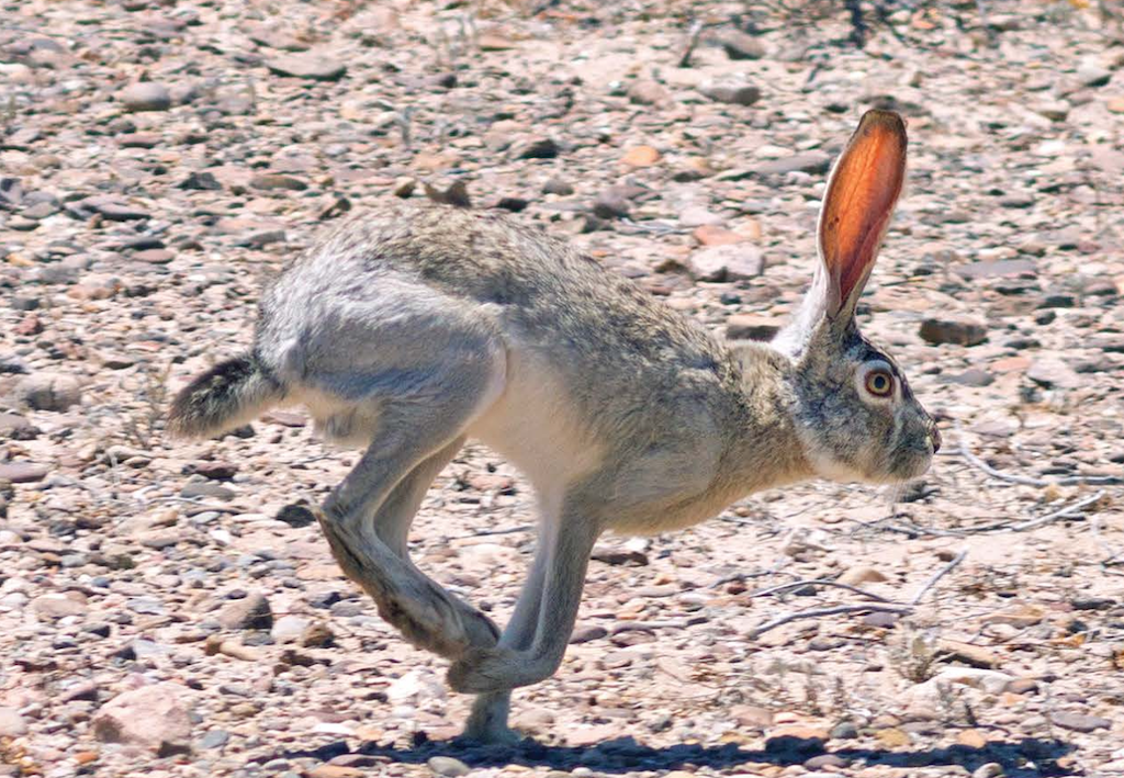 Critters of Texas