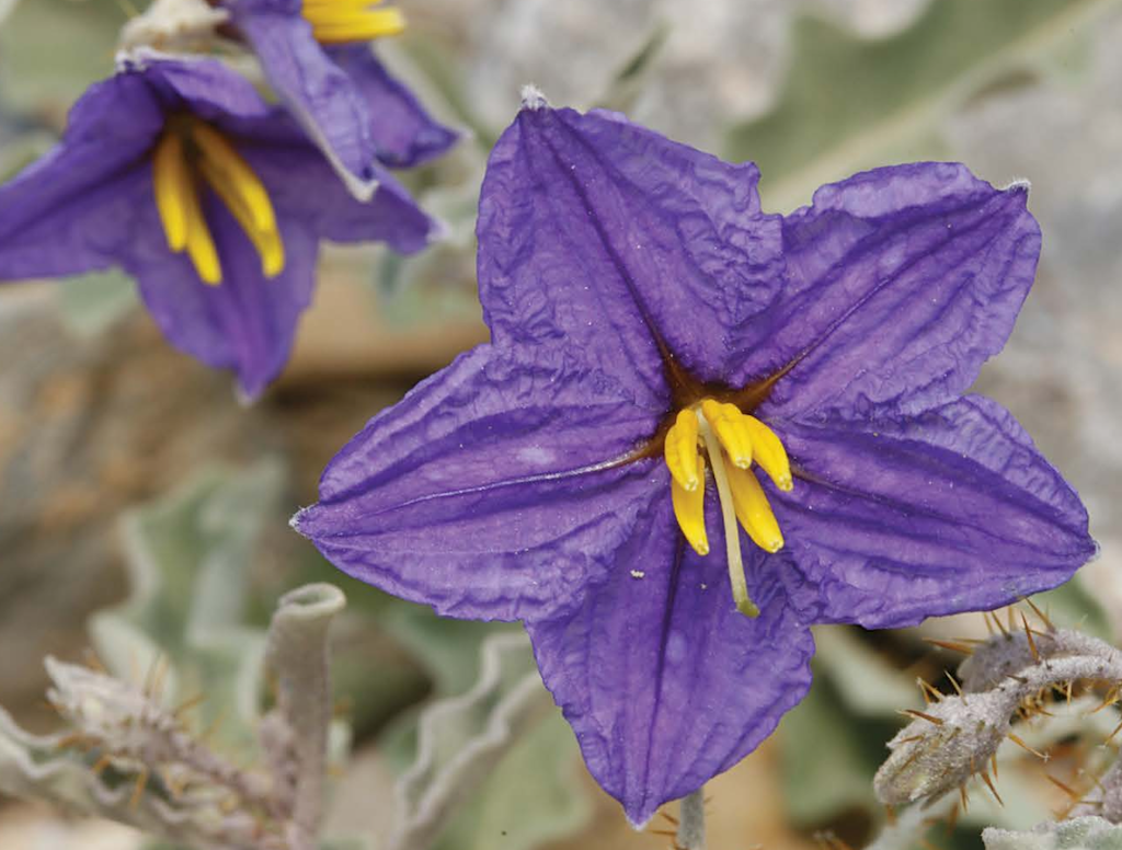 Wildflowers of Arizona