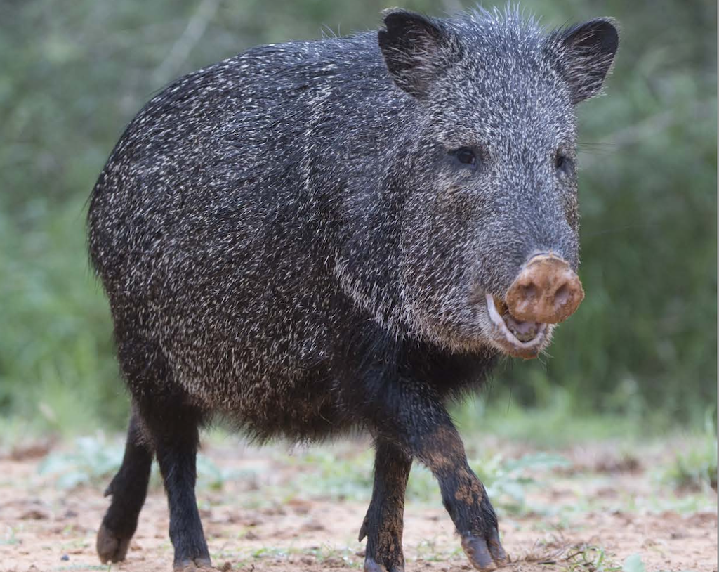 Critters of Arizona