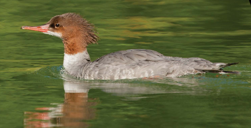 Kids Guide to Birds to Washington