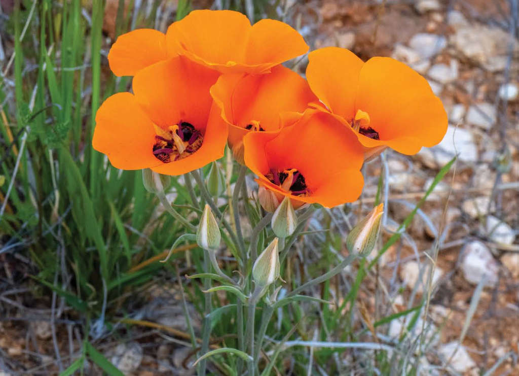 Wildflowers of Arizona