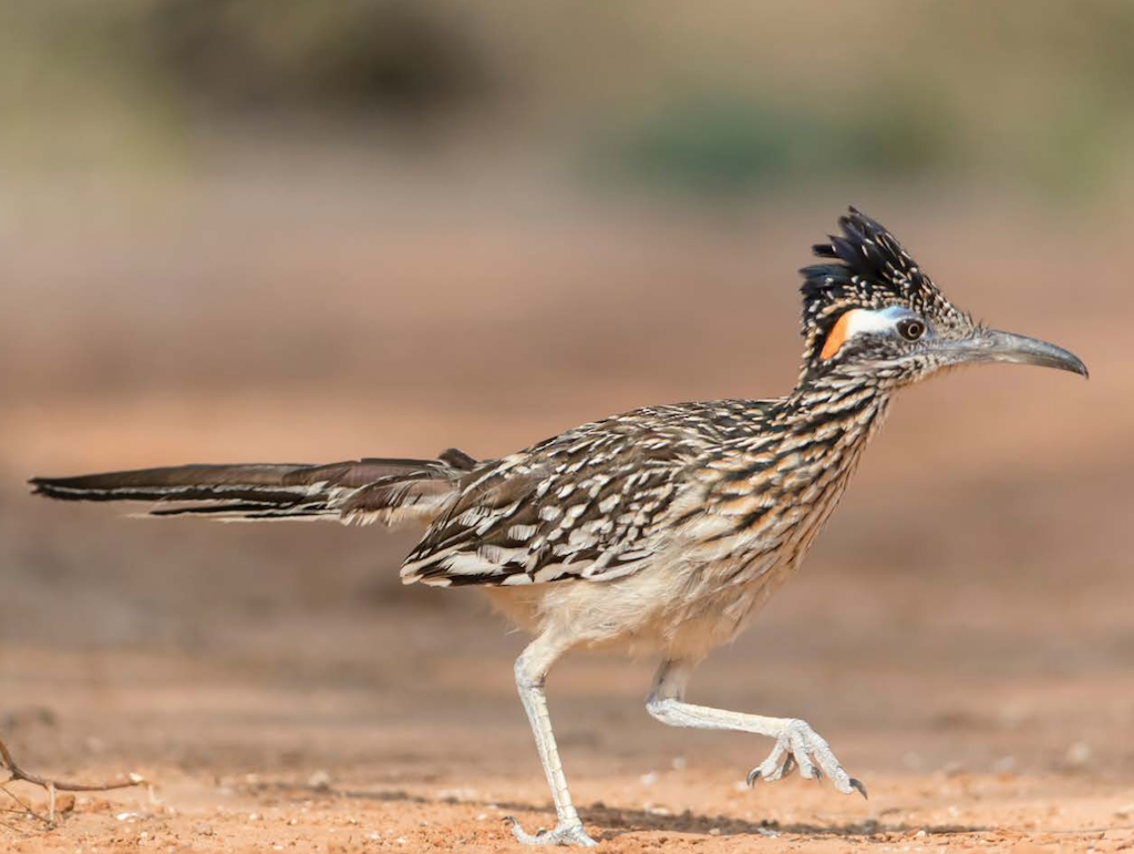 Critters of Texas