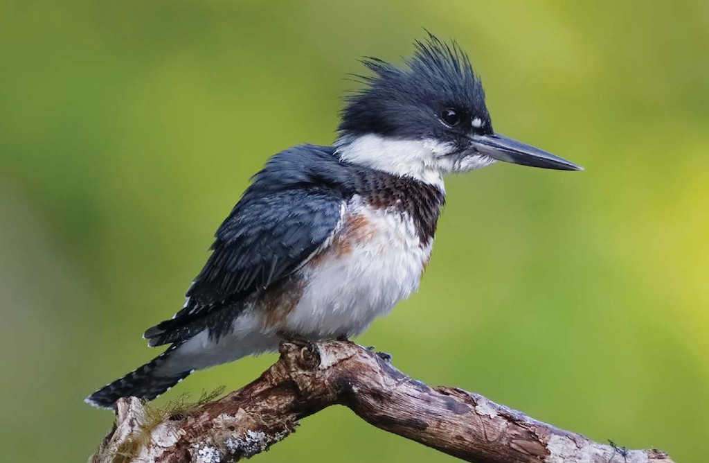 Critters of Wisconsin