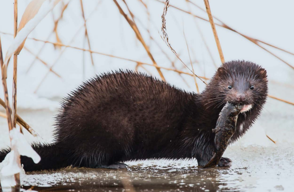 Critters of Wisconsin