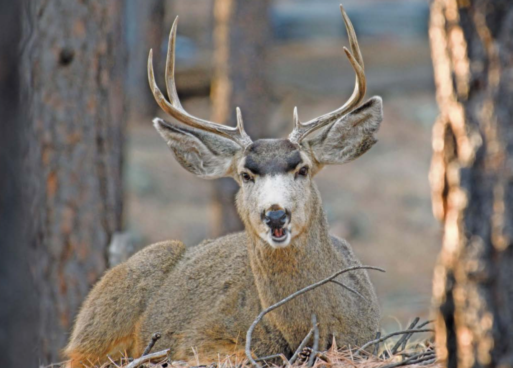 Critters of Arizona