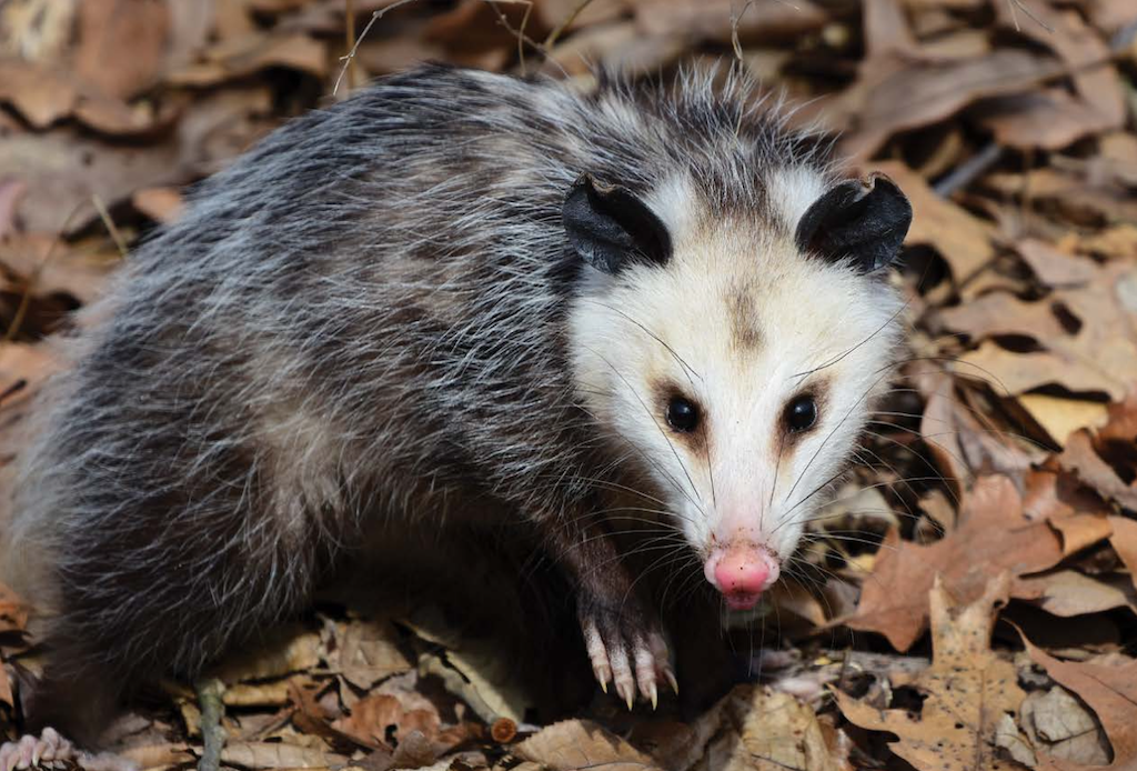 Critters of Iowa