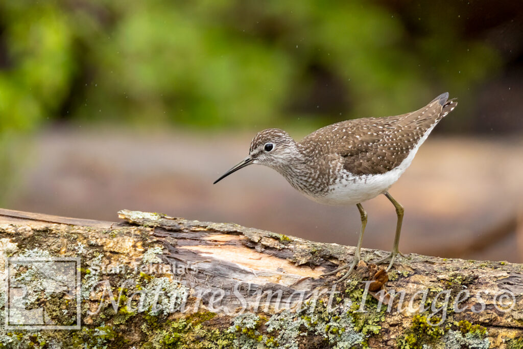 Solitary Sandpiper