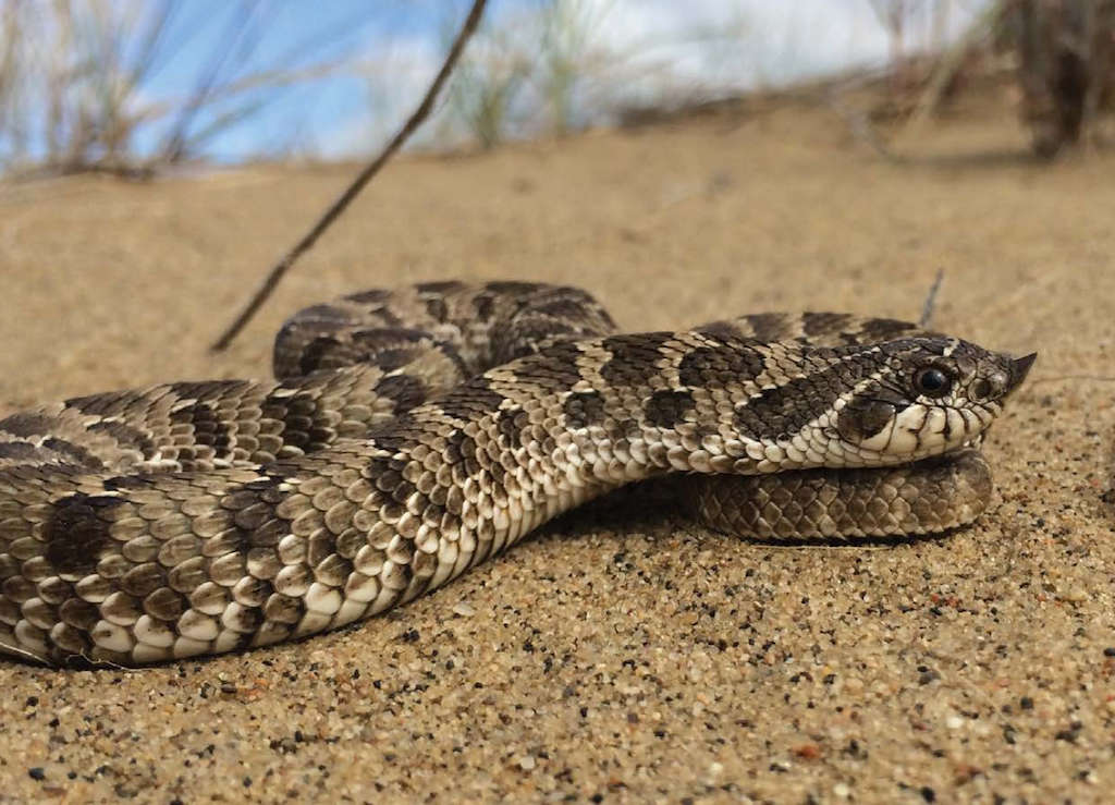 Critters of Wisconsin