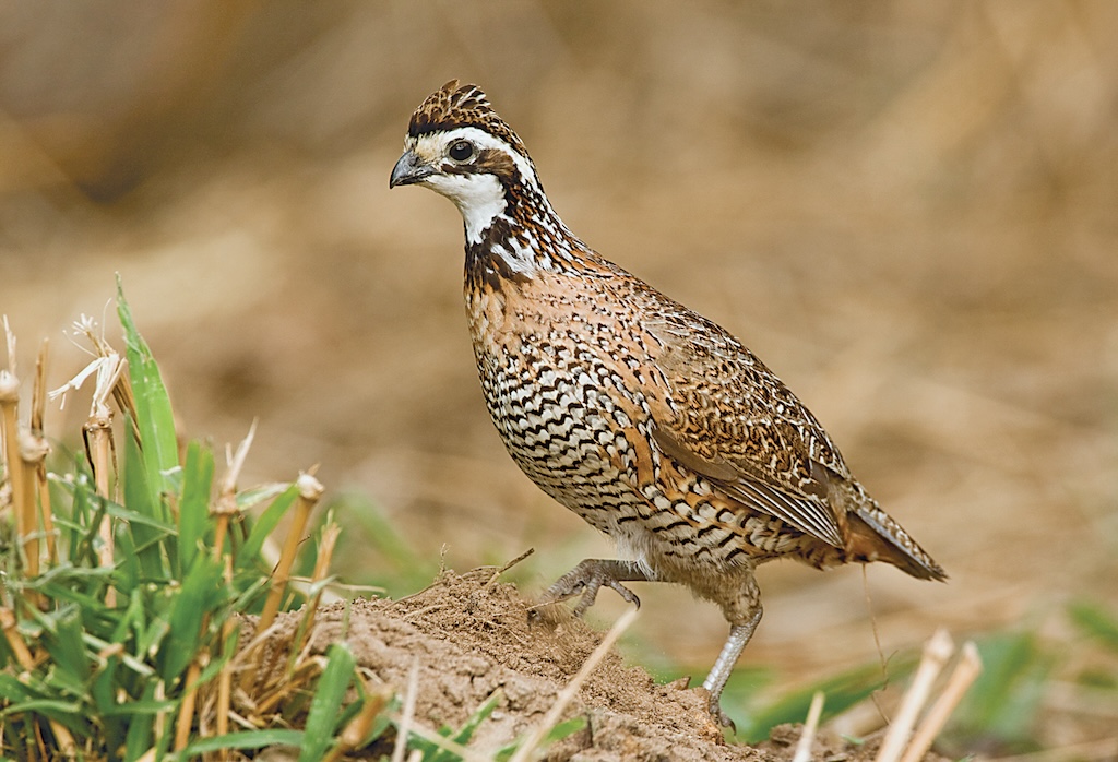 Birds of Kansas