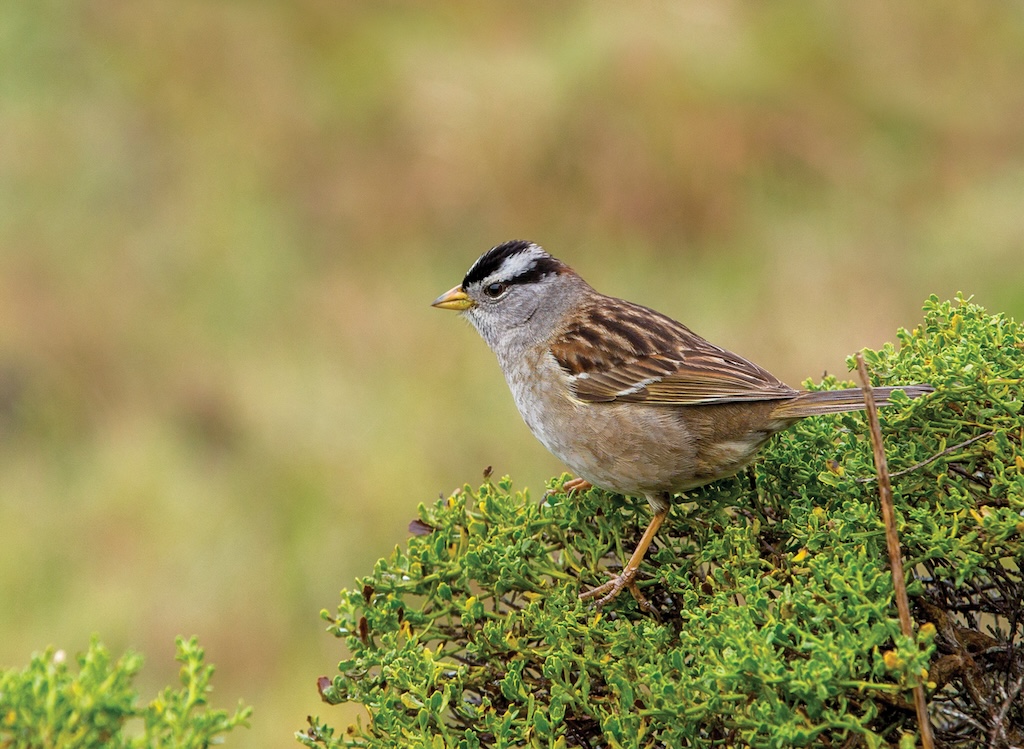 Birds of Kansas