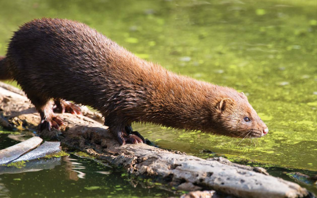 Critters of Iowa