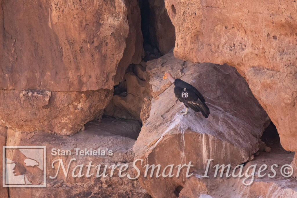 California Condor