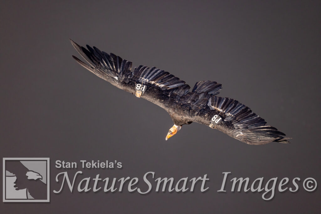 California Condor