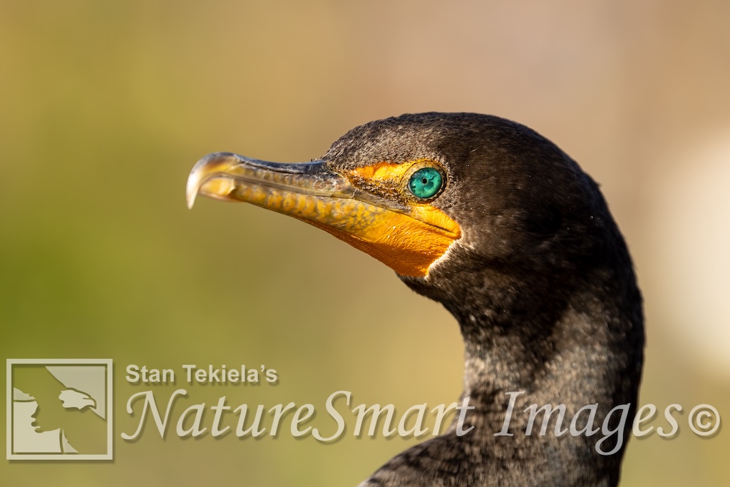 Cormorant