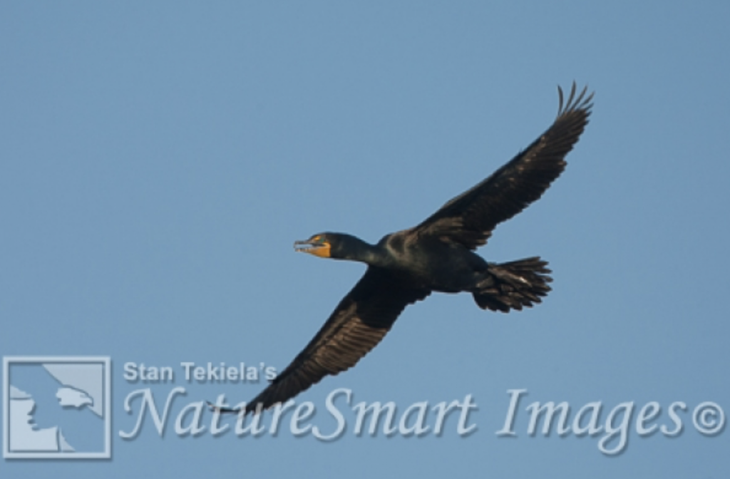 Cormorant