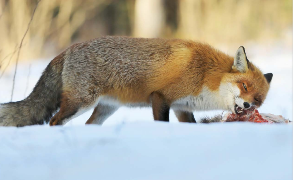 Critters of Iowa