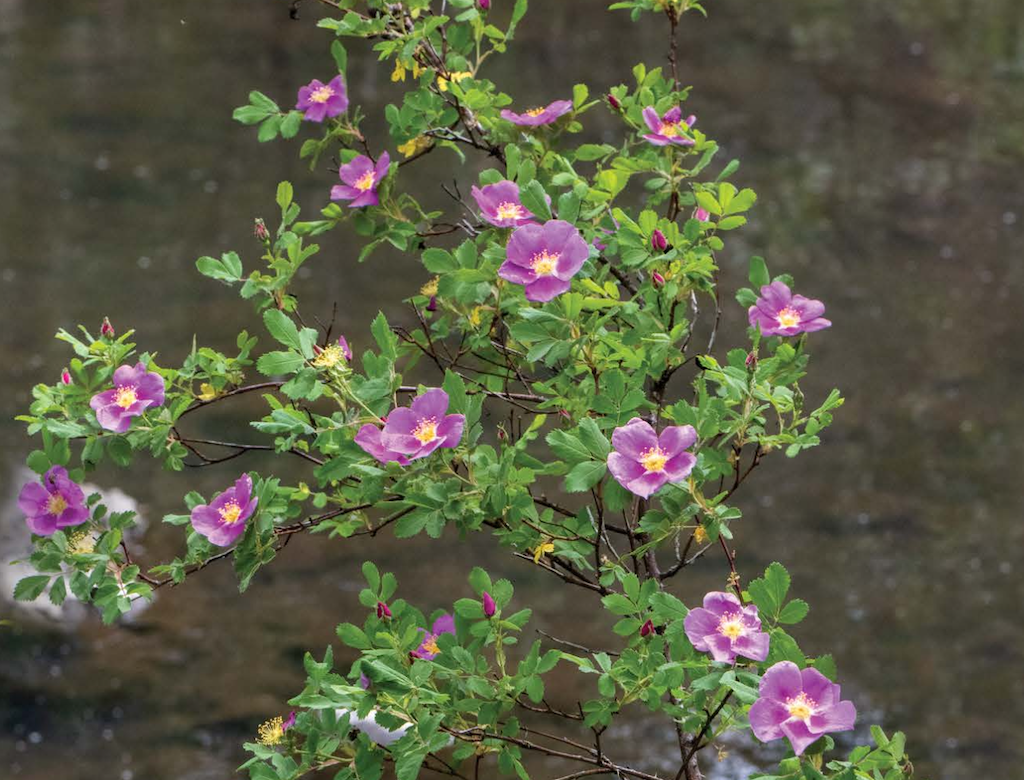 Wildflowers of Arizona