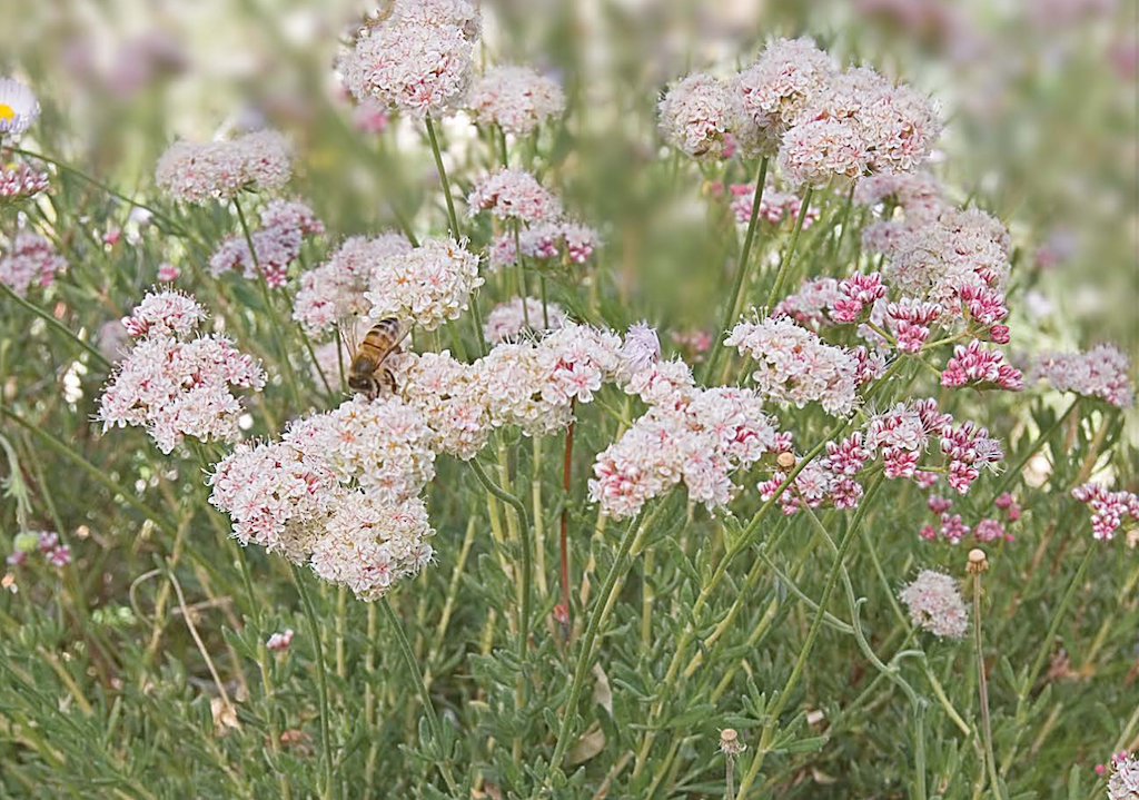 Wildflowers of Arizona