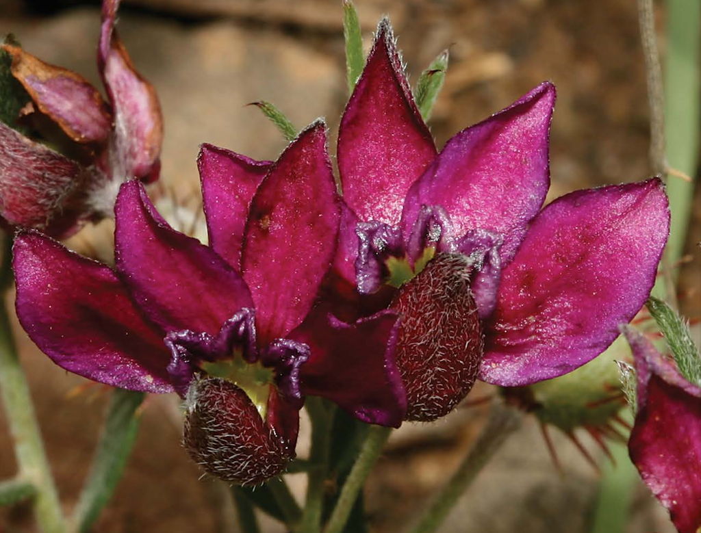 Wildflowers of Arizona