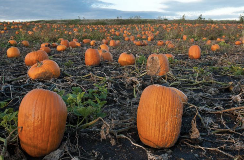 pumpkin field