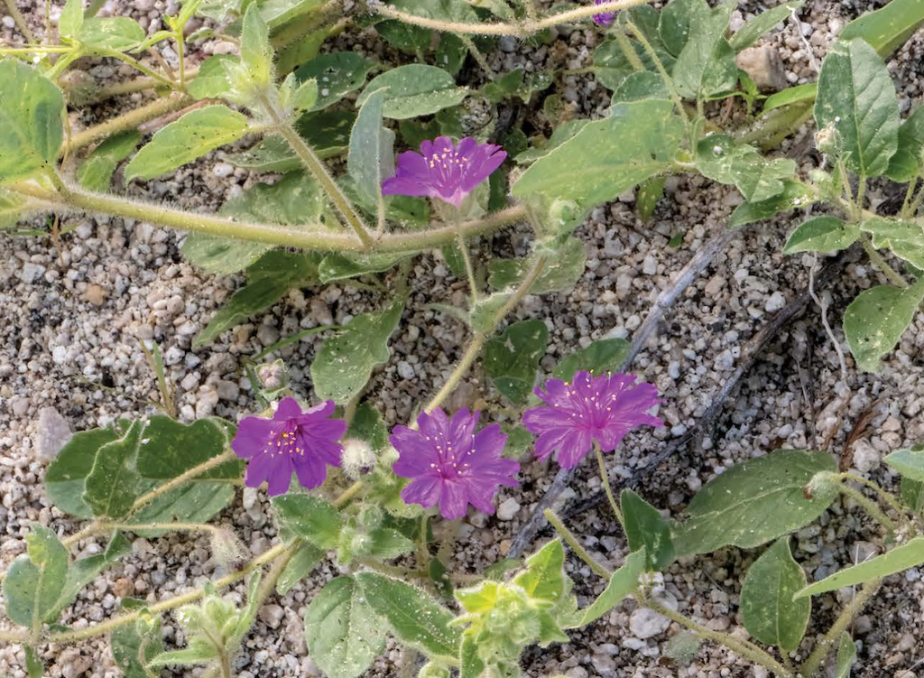 Wildlfowers of Arizona