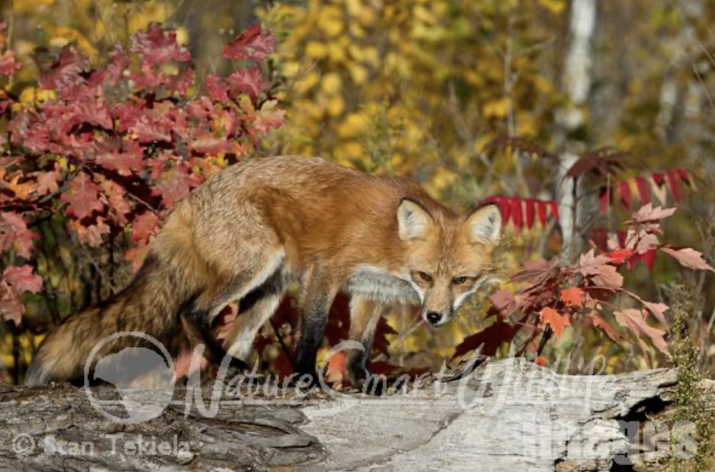 Autumn Colors