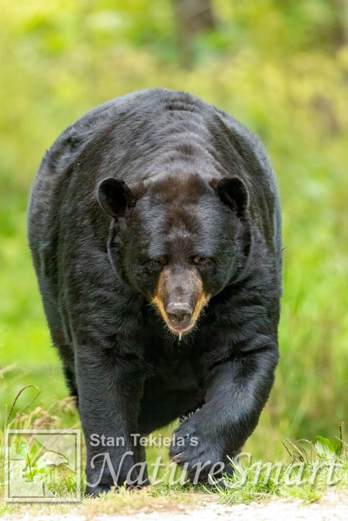 Black Bears