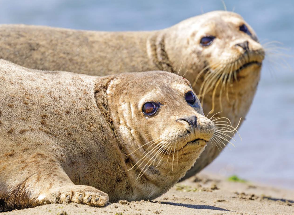 Critters of Massachusetts