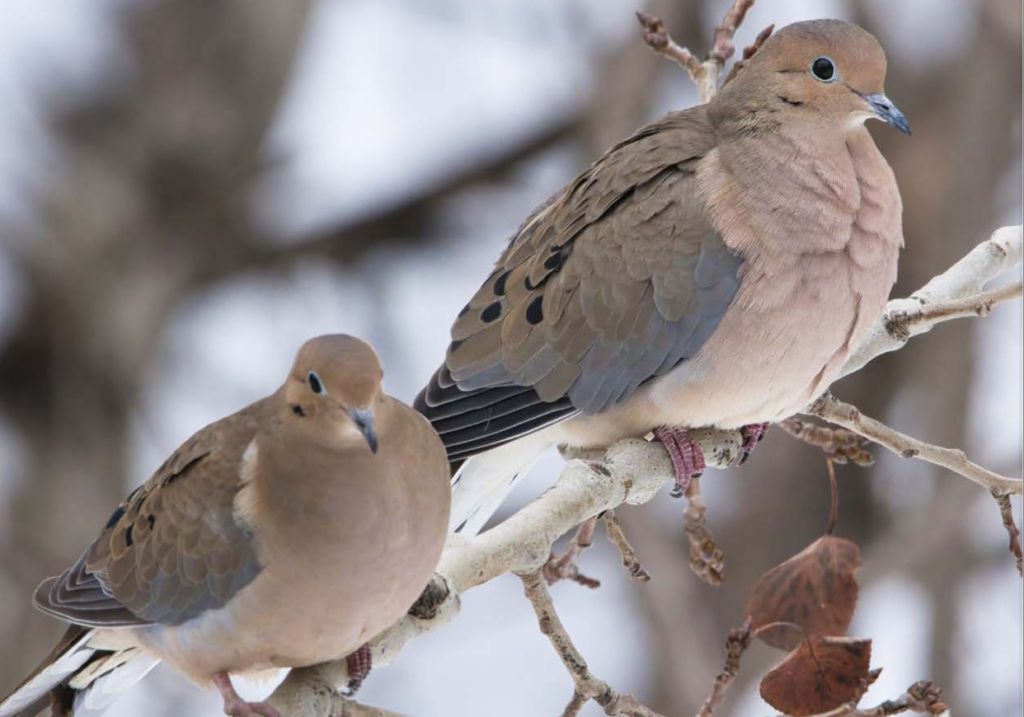 Critters of Massachusetts