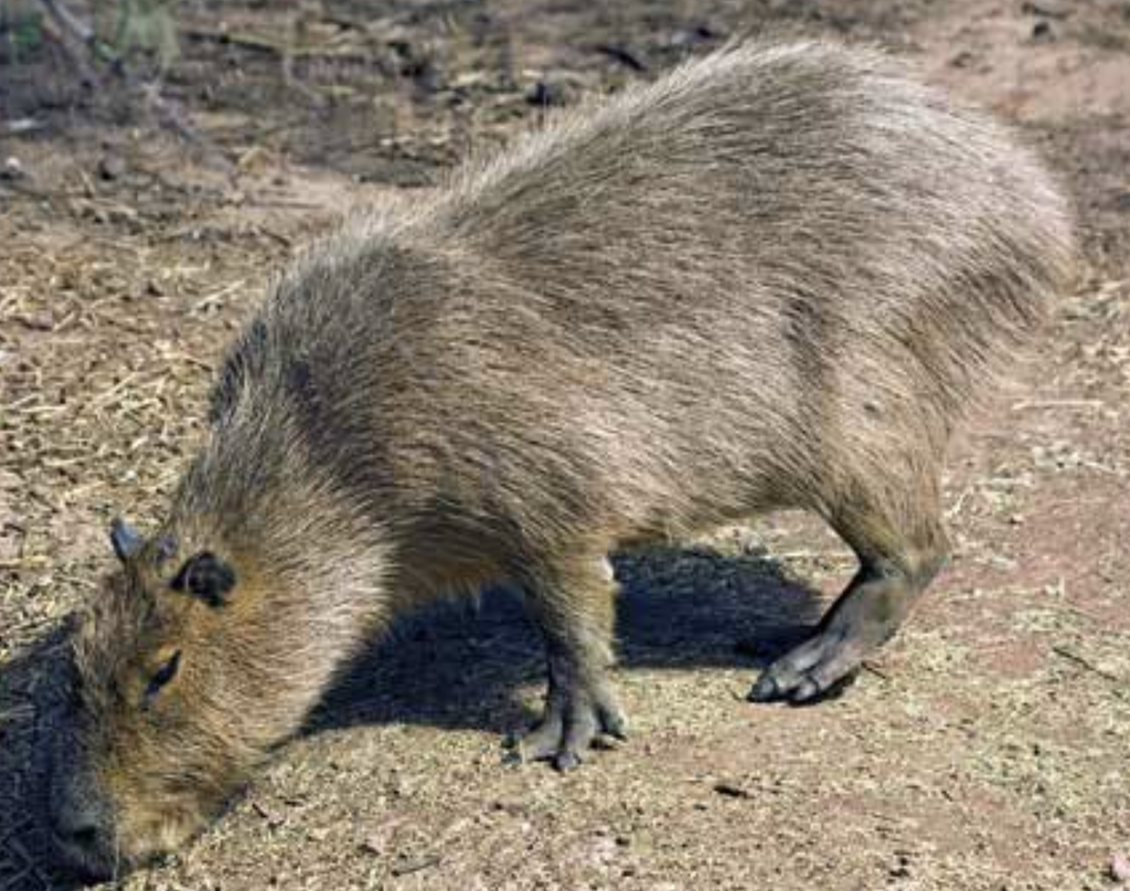 Mammals of Florida