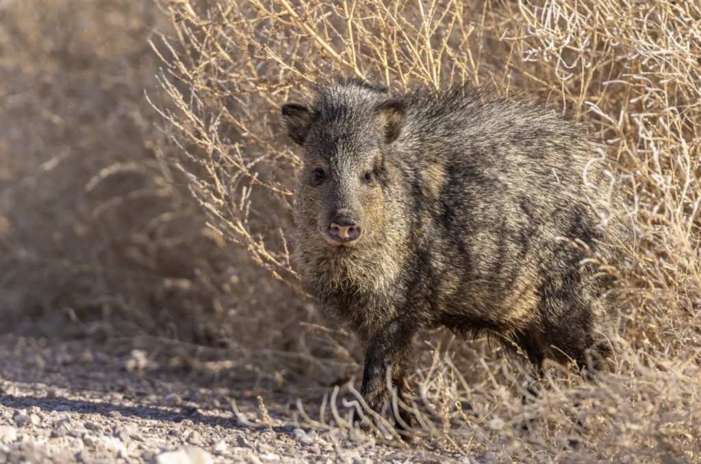 Javelinas