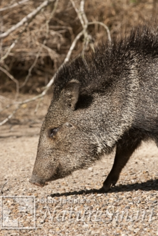 Javelinas